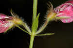 Spiked hoarypea